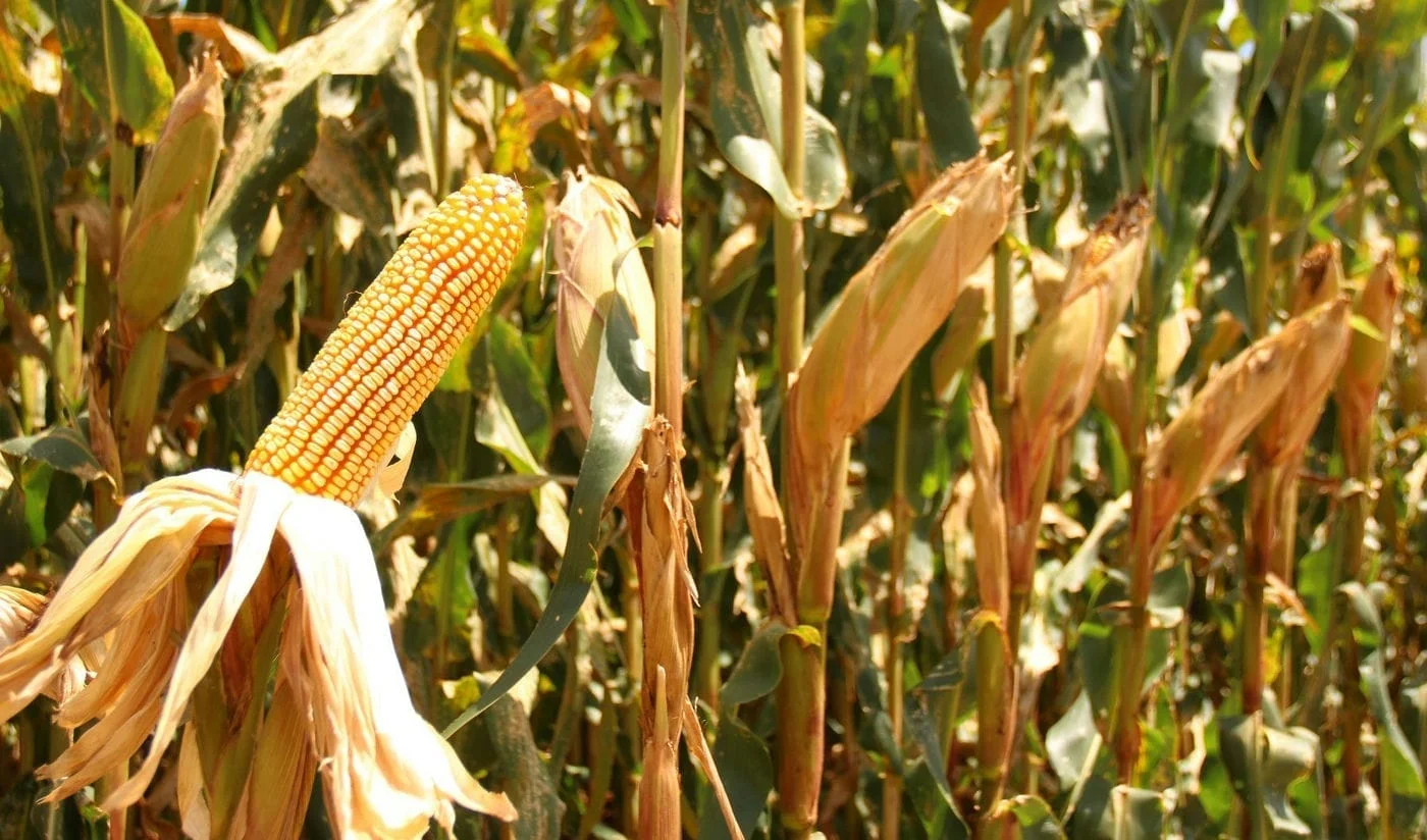 A organização e o planejamento das empresas para a Expodireto