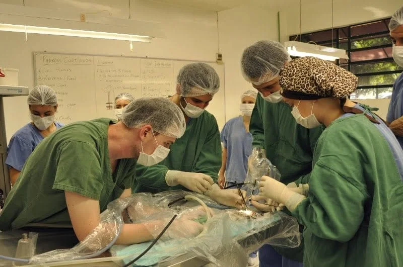 Sapo-Cururu fêmea passa por cirurgia para retirada de ovos