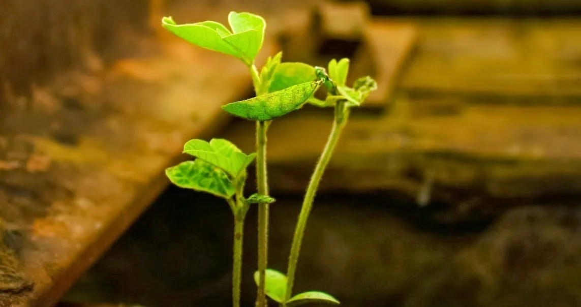 “Sustentabilidade: o meio ambiente em foco” é tema de exposição fotográfica em Passo Fundo