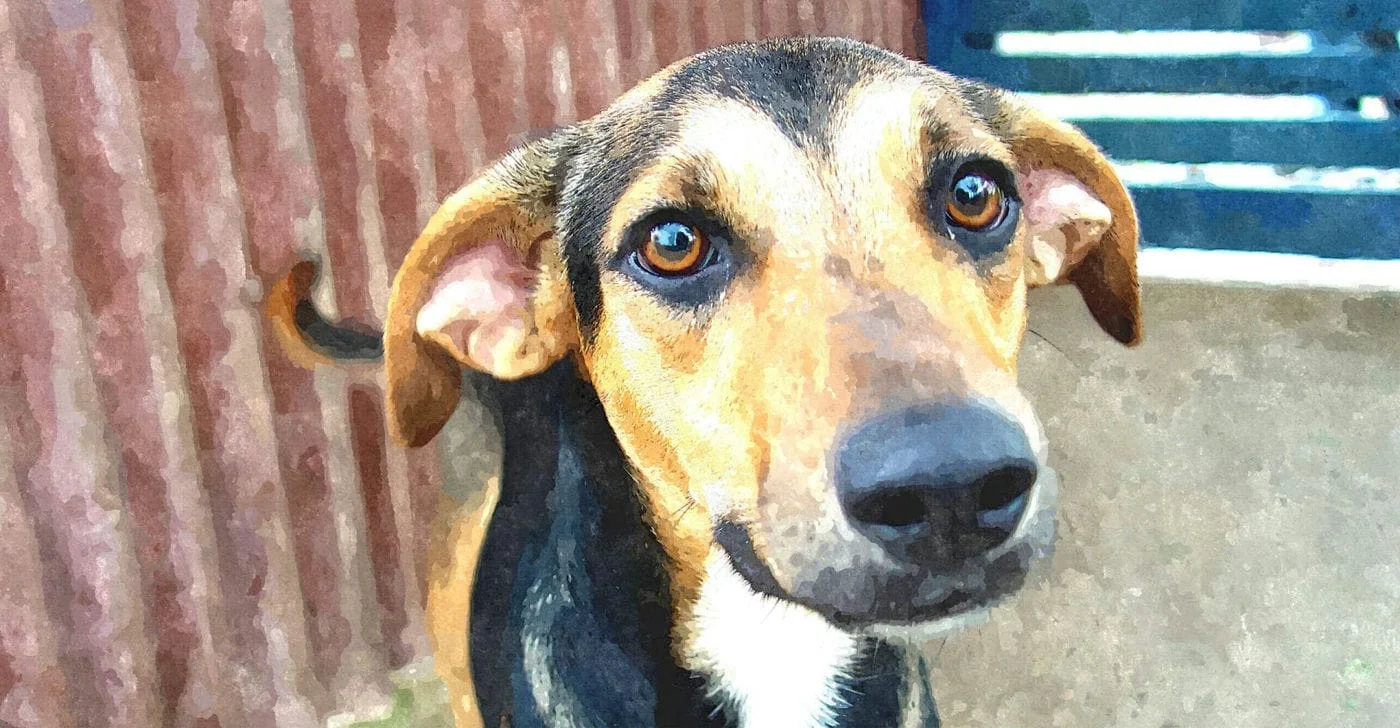 ACAPA realiza Brechó beneficente em Carazinho