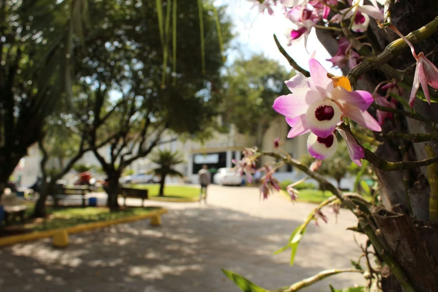 Doenças respiratórias alérgicas requerem cuidados especiais na primavera