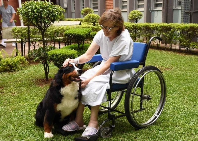 UPF e HSVP desenvolvem serviço de Pet Terapia