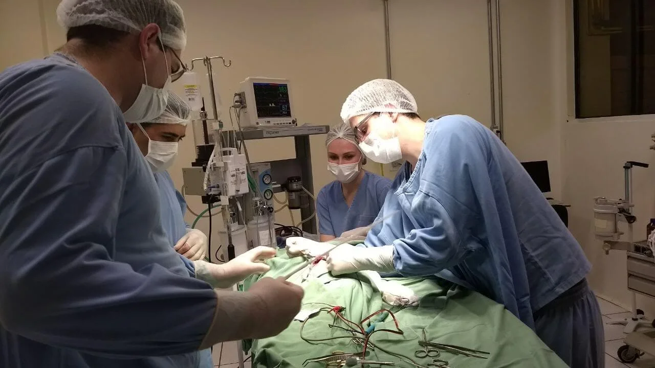 Hospital Veterinário da UPF realiza implante de marca-passo em cachorro