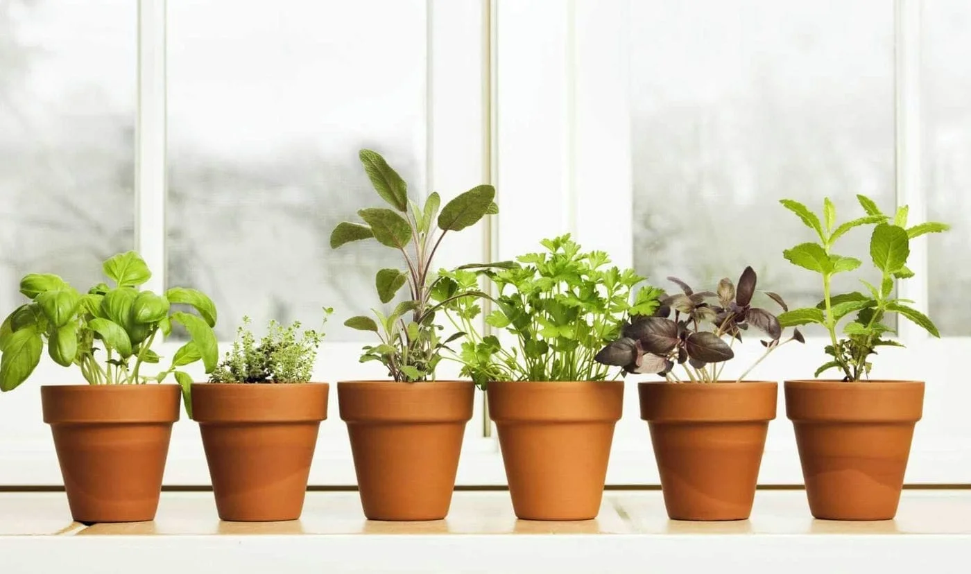 Uma mini horta de temperos dentro de casa